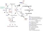 The Methylation Diet and MTHFR - BioIndividual Nutrition Institute by ...