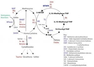 methylation pathway
