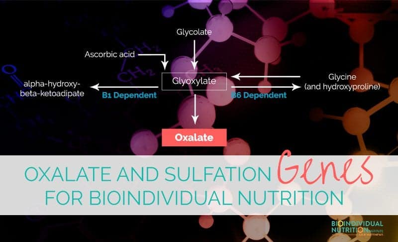 Oxalate and Sulfation Genes: AGXT, DAO, SUOX, SULT, SAT1 and BioIndividual Nutrition